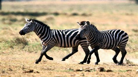 But why do zebra have such unique stripes? Zebra sounds - YouTube