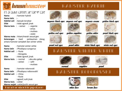 Varian Hamster Hybrid Winter White Dan Roborovski ~ Hamu Hamster