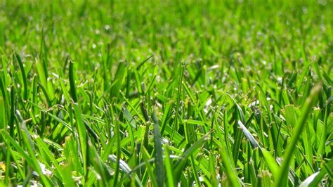 The American lawn is now the largest single 'crop' in the U.S.