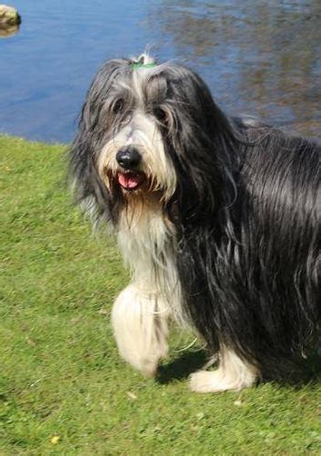 Bearded Collie Club Home Page