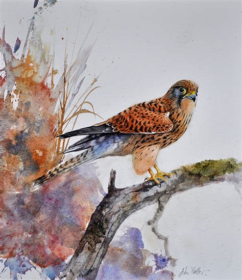 Uk Wildlife Art For Sale British Nature Art Birds Paintings