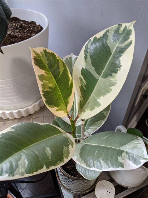 Looking For Some Advice About My Variegated Rubber Plant More Info In