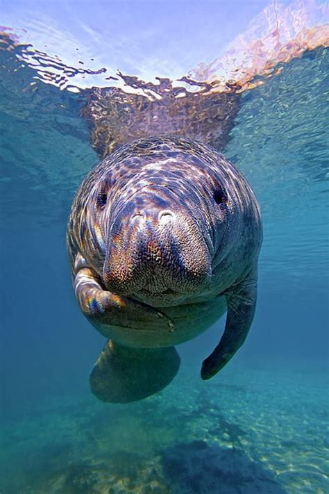 En perú, ecuador y colombia, debido a la extinción, quedan relativamente pocos. Manatí | Manaties, Manati, Animales