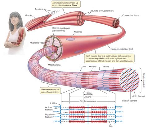 Terminology What Is A Myotube Biology Stack Exchange