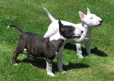 Bull Terrier Dogs Pets Cute And Docile
