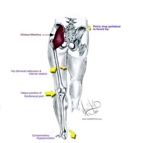 The Gluteal Knee Connection Part Two Dr William E Morgan