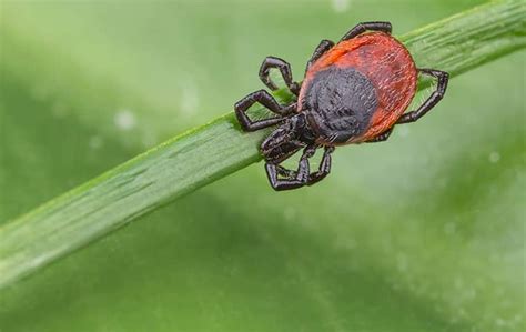 Since 1995 alco nj animal and pest control has been providing commercial pest control in pompton lakes, nj for many satisfied clients. Heritage Pest Control | An Index Of Common Pests In ...