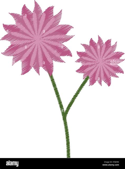 Flower Aster Decoration Image Sketch Stock Vector Image And Art Alamy