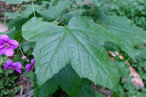 Rubus Odoratus Wildflowers Of The National Capital Region