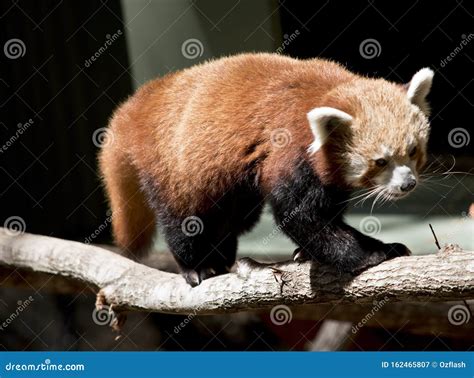 The Red Panda Is Walking On A Branch Stock Image Image Of Species