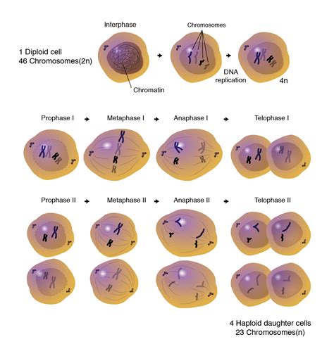 Vector Diagram Of The Meiosis Phases Royalty Free Stock Photo Image