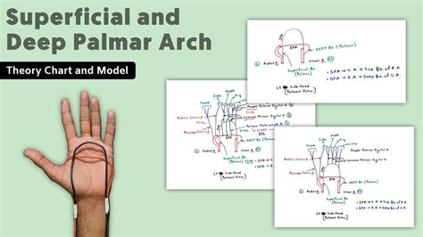 Superficial And Deep Palmar Arch 12 Hand Blood Supply Tcml