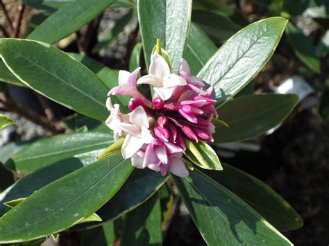 Daphne Odora Aureomarginata Pépinières De La Rivière