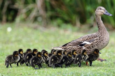 Mamá Pato Caminando Junto A Sus Patitos 52570