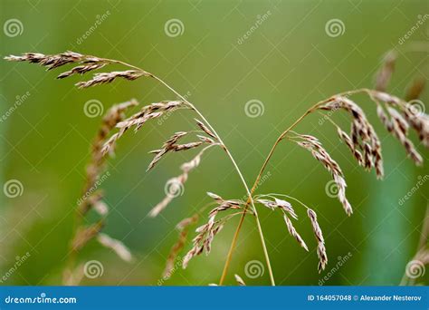 Meadow Fescue Festuca Partensis On A Bright Sunny Day Stock Photo