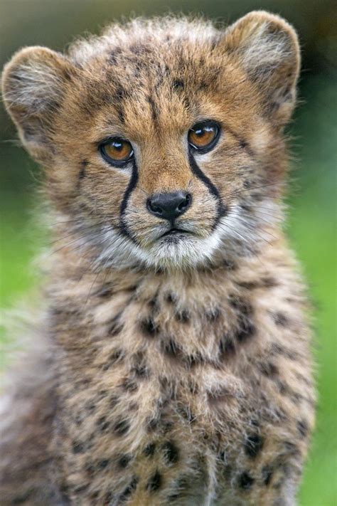Image Result For Baby Cheetah Cub Tattoo Cheetah Cubs