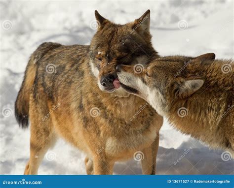 Wolf Interaction Stock Image Image Of Snow White Licking 13671527