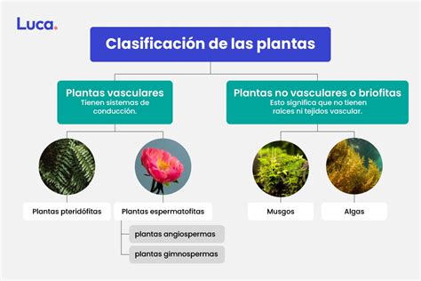 Qué Son Las Plantas Y Cómo Se Clasifican