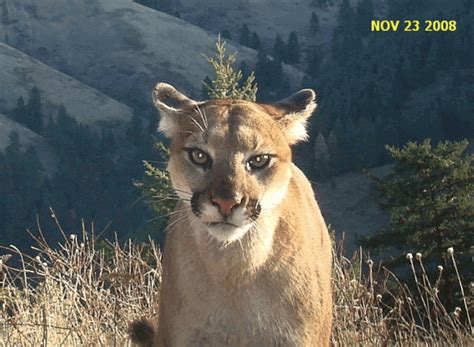 Cougar In Eastern Washington Swittersb And Exploring