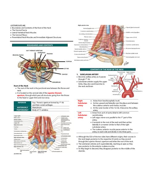 Prevertebral Structures Of The Neck Lecture Outline Boundaries And