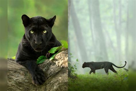 Spent 12 Hours A Day For 5 Yrs Shaaz Jung Photographer Behind Viral Pic Of Rare Black Panther