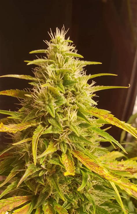Pineapple Express Strain Review And Growing Info