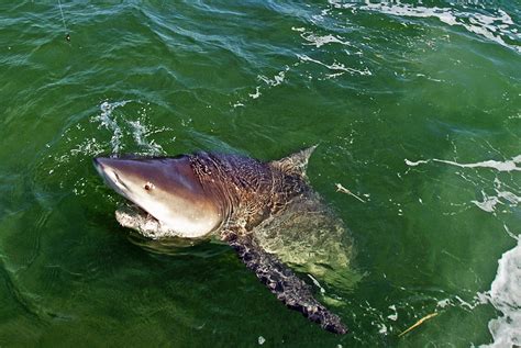 Light Tackle Shark Fishing In Islamorada And Marathon Florida Keys