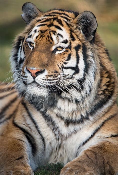 Llbwwb For The Tiger Lovers By Dave Learns His Dig Slr Most