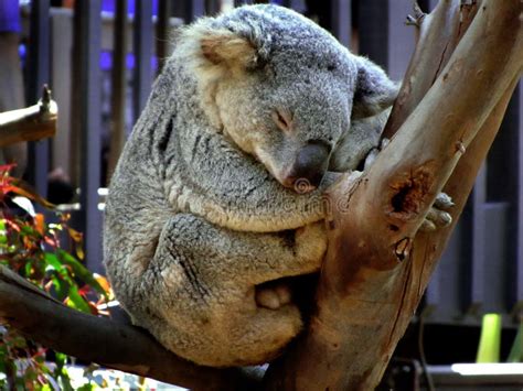 Sleeping Koala Bear On A Branch Stock Photo Image Of Endangered