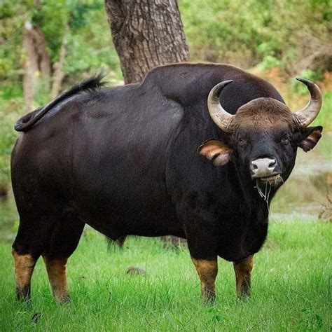Here Is A Photo Of A Magnificent Gaur Or Else Known As Indian Bison