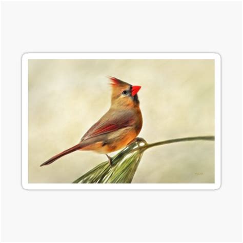 Northern Cardinal Painting Sticker For Sale By Rollosphotos Redbubble