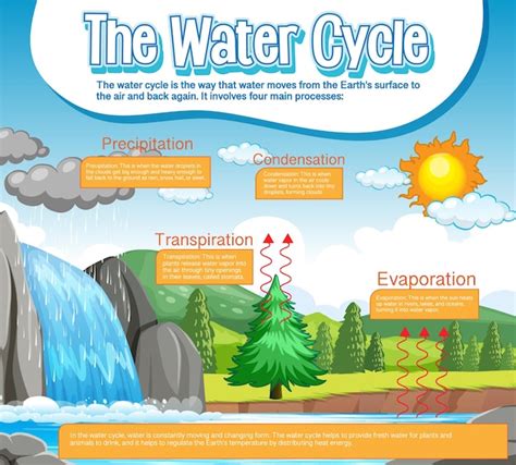 Free Vector The Water Cycle Diagram For Science Education