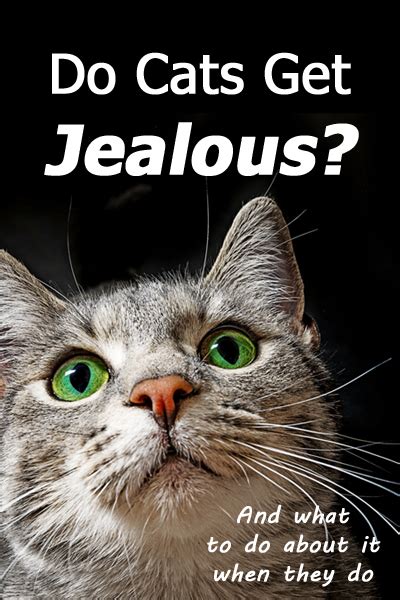 As the dog ages the chances of becoming ill with parvo decrease greatly and the level of severity also goes down significantly. Do Cats Get Jealous? (and What To Do About It When They Do ...