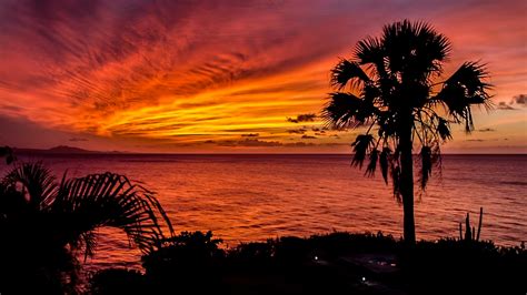 Colorful Sunset Palm Trees Ocean Horizon Romantic Sunset