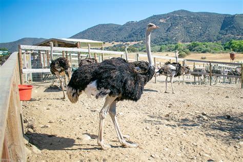 Ostrichland Usa Buellton Ca Ostriches And Emus Park California