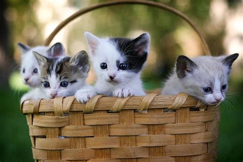 30 Cutest Photos Of Cats In Baskets Stuffmakesmehappy