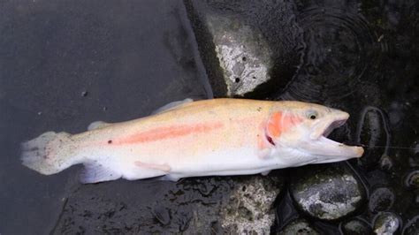 Hagerman Wma In Idaho Offers Rare Chance To Catch Yellow Trout Idaho