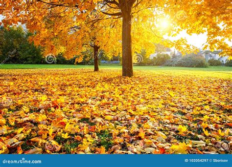 Sunny Autumn Maples In The Park Stock Image Image Of Forest Plant