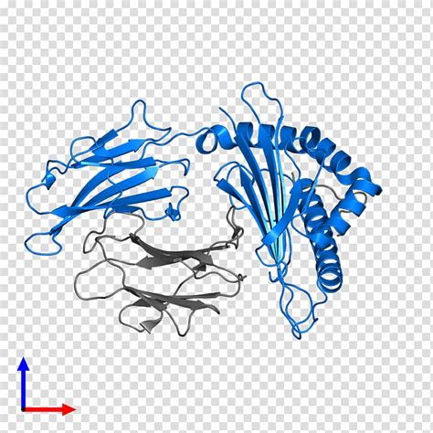 Beta 2 Microglobulin Human Leukocyte Antigen Mhc Class I Transmembrane Protein Major