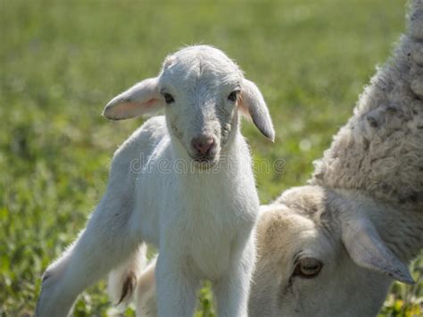 Newborn Lamb With His Mother Stock Image Image Of Cute Agriculture
