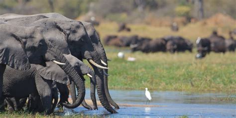 Okavango Delta Safari Safari Guide Africa