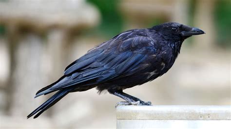 How To Get Rid Of Crows And Keep Them Away