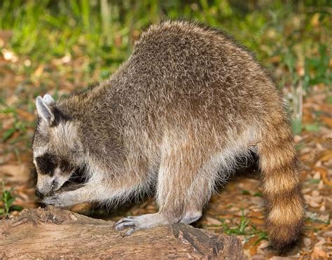 Are Raccoons Digging Up Your Yard In Memphis Tn