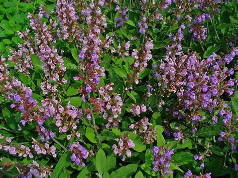 Common Sage Salvia Officinalis Growing Guides