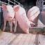Heat Stress In Pigs  Agriculture And Food