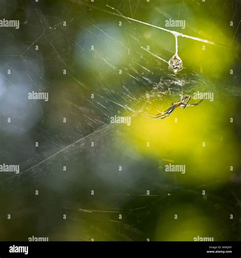 Spider Web Stock Photo Alamy