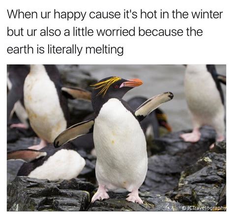 Of The Dankest Memes The Internet Has To Offer Macaroni Penguin Rockhopper Penguin Penguins