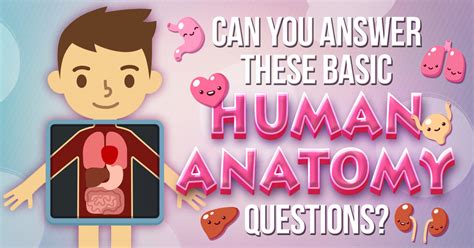 Can You Answer These Basic Human Anatomy Questions