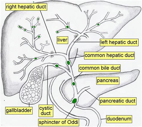 Diagram Of Liver Pancreas And Gallbladder Pictures Of Biliary System
