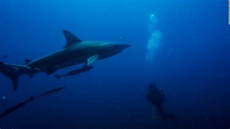 ¿cuál es el país con más ataques de tiburones en el mundo